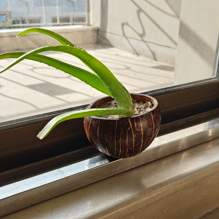 Coconut Shell Bowl/Planter
